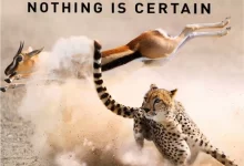 猎捕.2015.全7集.BD1080P.英语中字-夸克TV