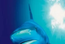 蓝色星球 第一季.2001.BD1080P.英语中字-夸克TV