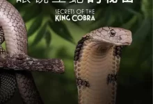 眼镜蛇的秘密.2010.英语中字.BD1080P[纪录片]-夸克TV